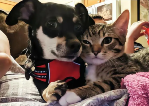 Wallpaper ｜小众拼贴全屏壁纸