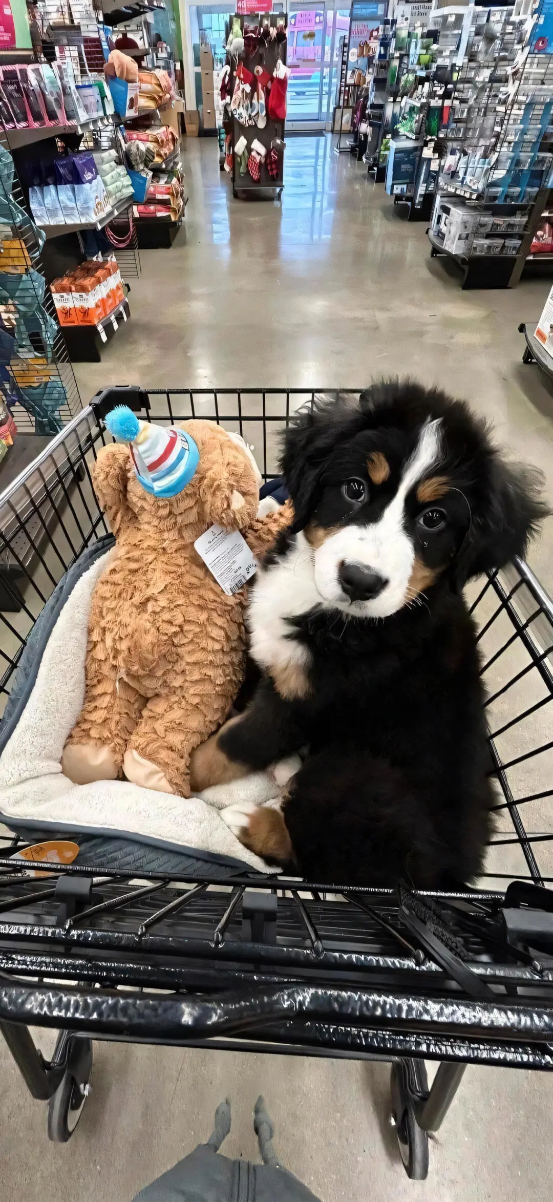 忍不住换的壁纸！ 🐱🐶