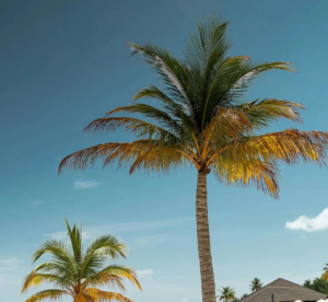 iPhone 高清壁纸🐠来了，椰子树🌴